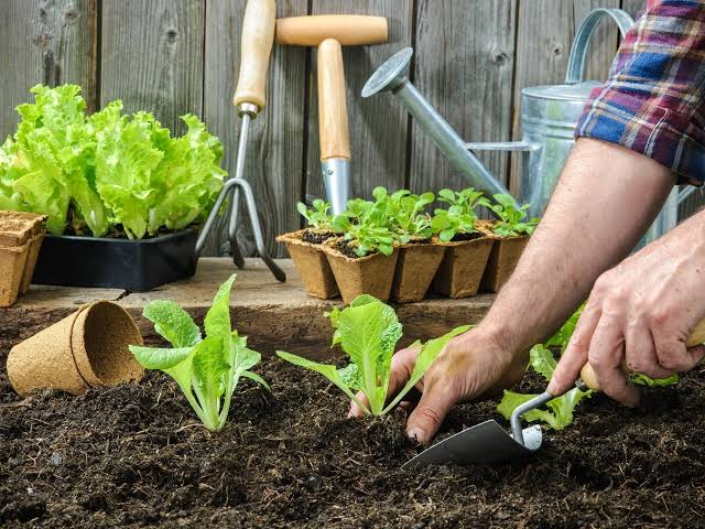 Home Gardening for Beginners: Cultivating Your Green Thumb