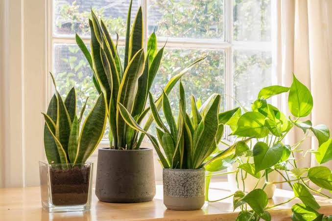 10 Low-Maintenance Plants for Busy Gardeners