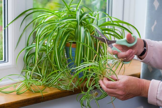 10 Low-Maintenance Plants for Busy Gardeners